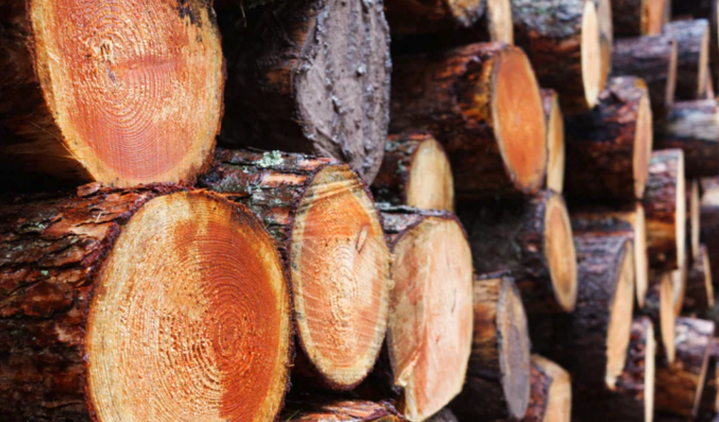 What Defines a “Sustainable” Hardwood Supplier